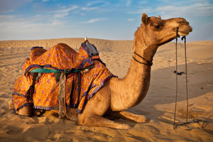 Al Ain City Tour