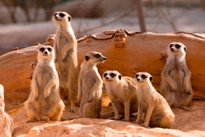 Al Ain City Tour