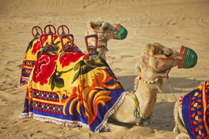 Desert Safari