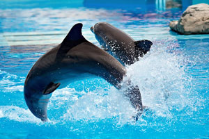 Dolphin Show
