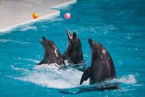 Dolphin Show