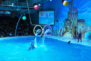 Dolphin Show