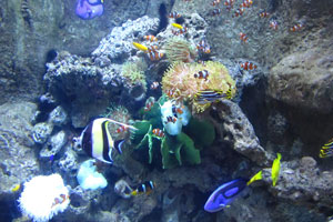 Dubai Aquarium and underwater zoo